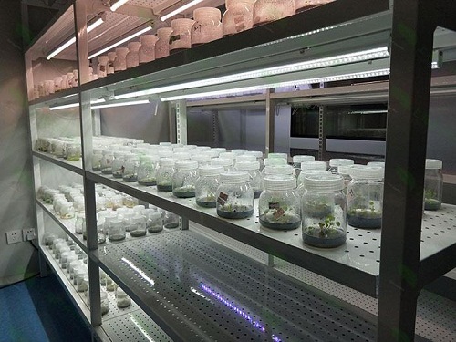 黔江植物组织培养实验室设计建设方案
